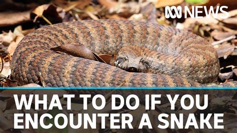 What should you do if you're bitten by a snake or come across one in ...