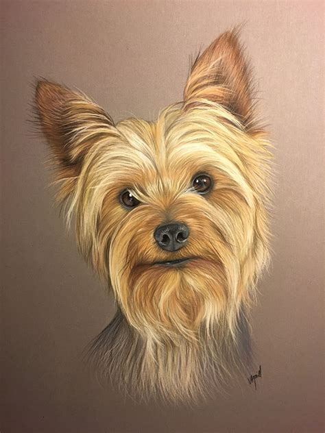 How To Draw Yorkshire Terrier - Drawing Tips Guide