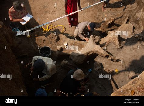 Elephant fossils hi-res stock photography and images - Alamy