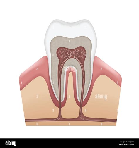 Cementum hi-res stock photography and images - Alamy