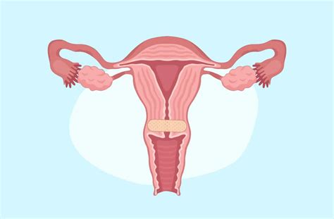 masturbate anatomy basics tips  steps  pleasure femia