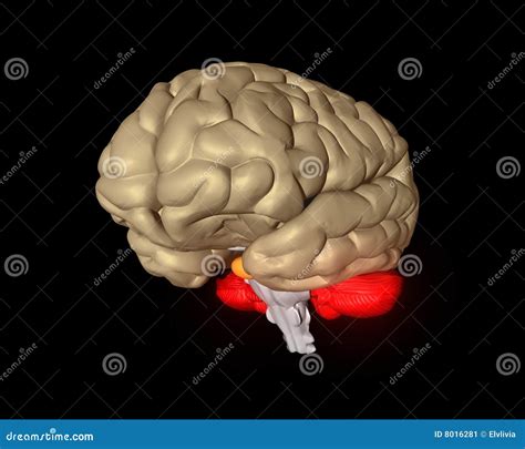 Cerebral brain stock illustration. Illustration of brain - 8016281