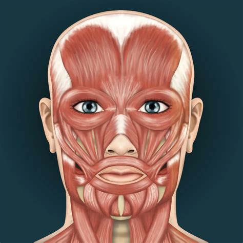 Human Face Anatomy For Artists