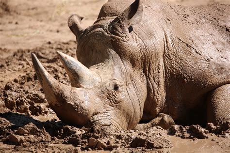 Rhino Wallowing in a Mud Puddle! – Reid Park Zoo