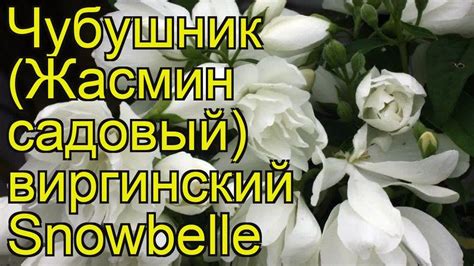 Чубушник венечный Сноубель (Snowbelle). Краткий обзор, описание ...