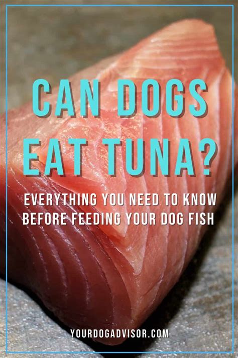 Can Dogs Eat Tuna? | Your Dog Advisor