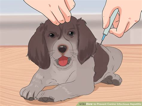 How to Prevent Canine Infectious Hepatitis: 9 Steps