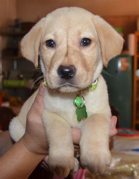 Yellow Lab Puppy