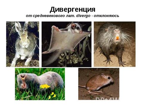 Презентация на тему "Дивергенция" - скачать бесплатно презентации по ...