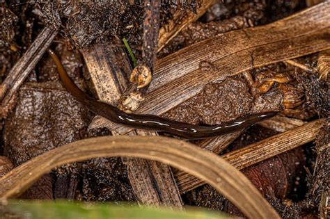 20+ Planarian Pictures