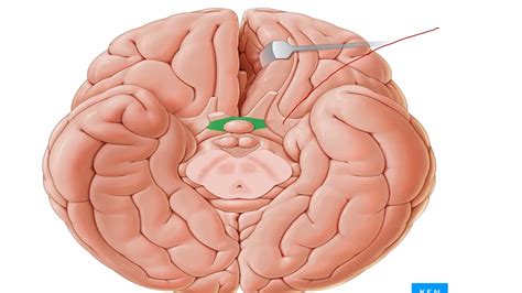13 B-INTERPEDUNCULAR FOSSA - YouTube