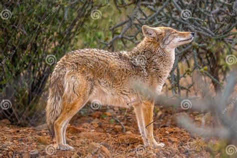 A Desert Coyote in Tucson, Arizona Stock Photo - Image of animal, birds ...
