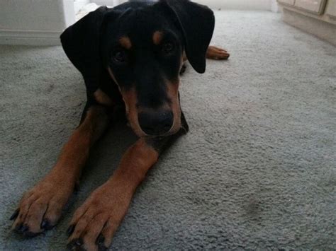 Pin by Sierra Howard on Doberman/Belgian Malinois mix | Belgian ...