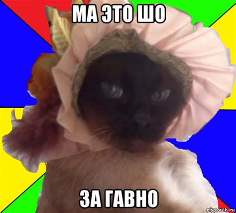 ма это шо за гавно, Мем Кот - Рисовач .Ру