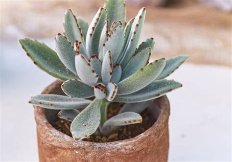 Kalanchoe tomentosa | Jaunstādi | Onava.lv