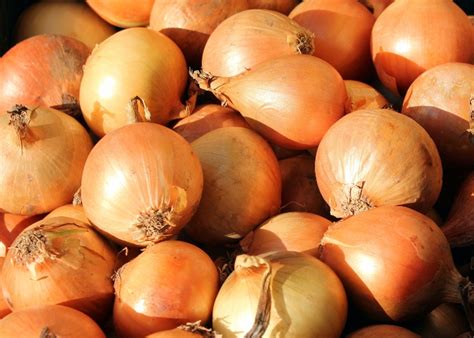 A Cebola É Um Legume - Cebola é legume ou verdura? - Marmitex de Sucesso