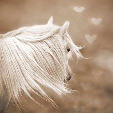 Whimsical Wall Art, Fantasy Art, Surreal Horse Photo, Magical, Nursery ...