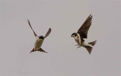 (Common) House Martin (Delichon urbicum)
