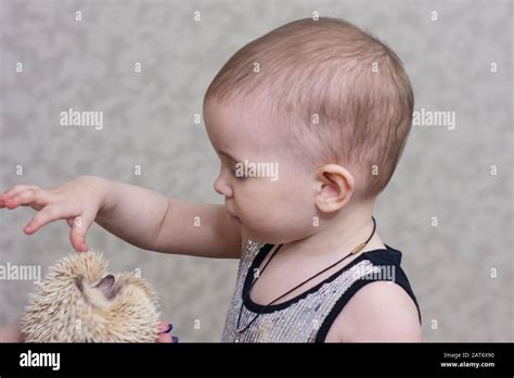 Attractive girl with an African pygmy hedgehogAttractive girl with an ...