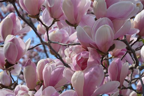 Magnolia Free Stock Photo - Public Domain Pictures