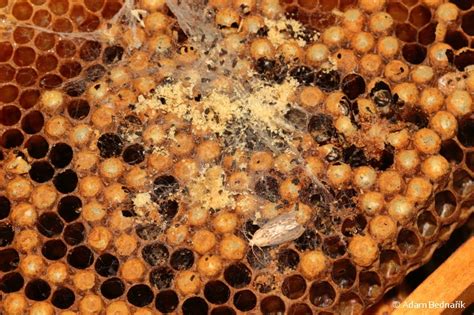 Galleria mellonella - zavíječ voskový | Pyralidae - zavíječovití ...
