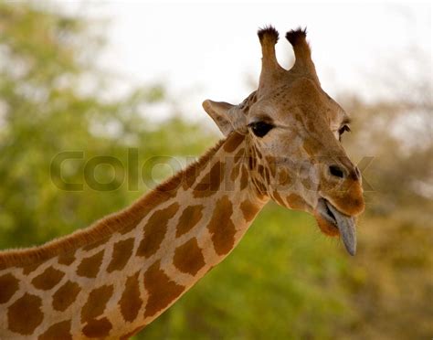 giraffe head stock image colourbox