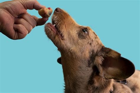 A dog licking a person's hand photo – Free Dog images and pictures