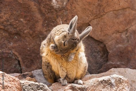 choxa  capenga descubra mais sobre este animal  uma aparencia