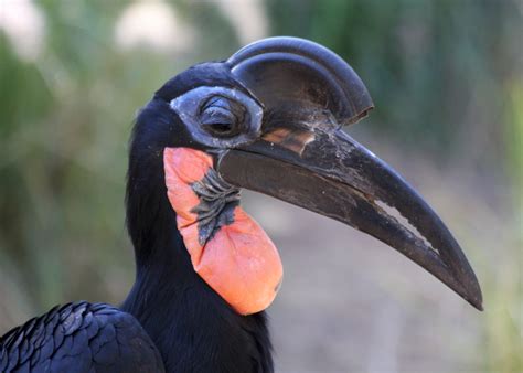 Avise's Birds of the World