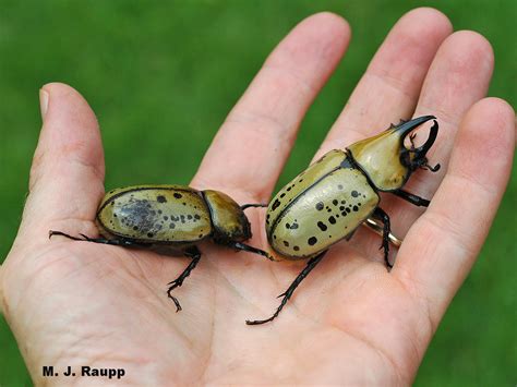 Giant Hercules Beetle Size