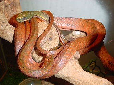 Бойга черноголовая | zoo-ekzo.ru - Экзотические животные