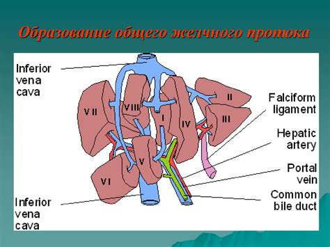 Топографическая анатомия и оперативные вмешательства на внепеченочных ...