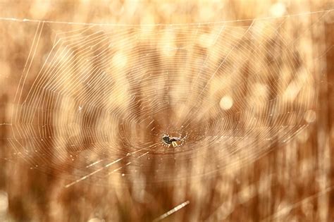 Premium Photo | Spider in cobweb