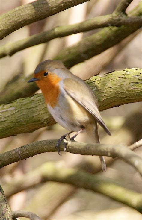 My Bird Blog: European Robin