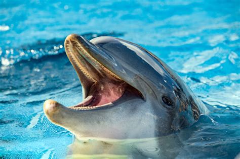 Símbolos y Significados: El delfín y su simbolismo 🐬