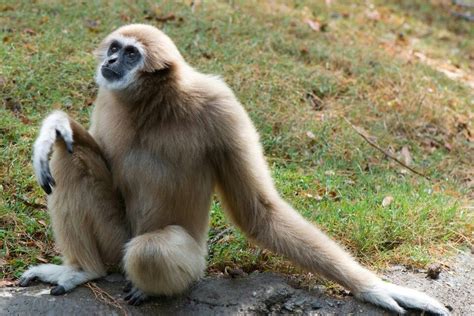 Lar Gibbon | Gibbon, Primates, Monkeys funny