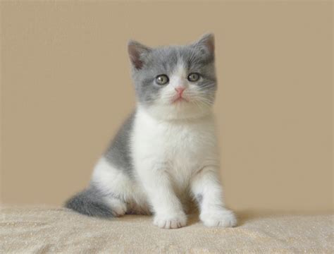 Кот британец серо белый - картинки и фото koshka.top
