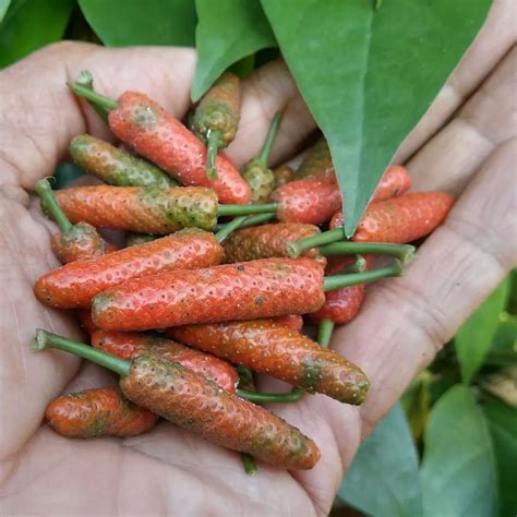 Kenali Manfaat Cabe Jawa Untuk Kesehatan Tubuh dan Cara Pengolahannya