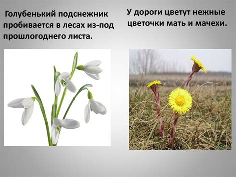 Времена года - презентация онлайн