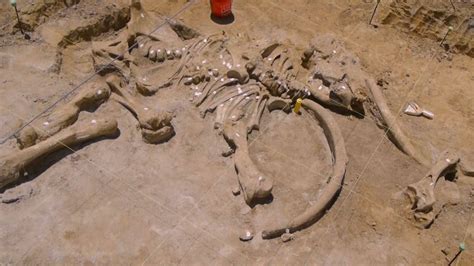 Whole mammoth skeleton found in Texas - CBS News