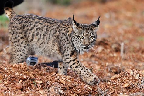 El lince ibérico ya se ha salvado de la extinción en la península ibérica