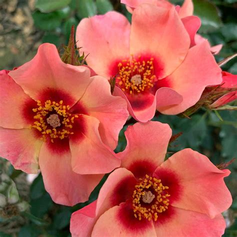 Rose 'For Your Eyes Only' - Bare Root Plant | Buy Rose Trees Online ...
