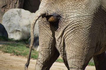 Elephant Poop photos, royalty-free images, graphics, vectors & videos ...