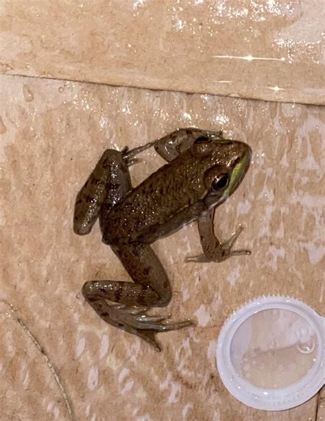 Is this a poisonous frog? Found in New England backyard : r/animalid