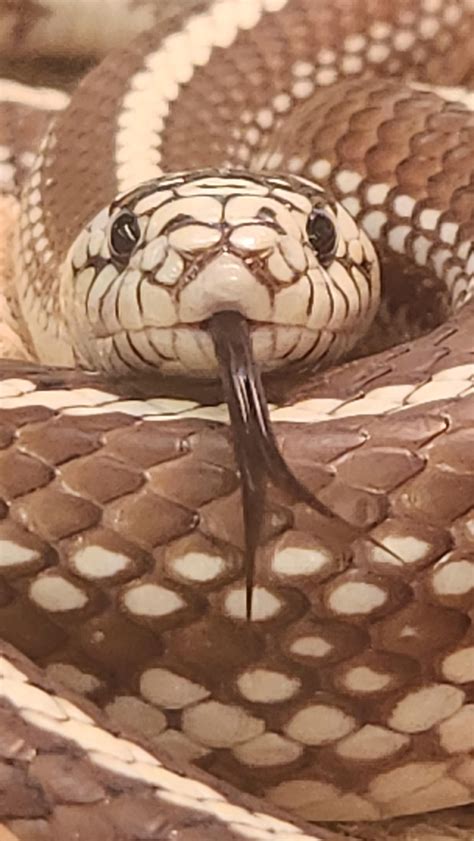 Vacant stare : r/Sneks