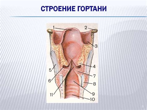 Заболевания нижних дыхательных путей. Клиническая анатомия гортани ...