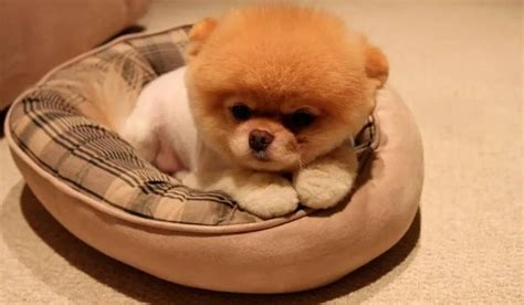 O Cachorrinho Mais Fofinho Do Mundo - Curiosidades sobre Boo, o cachorro mais fofo do mundo