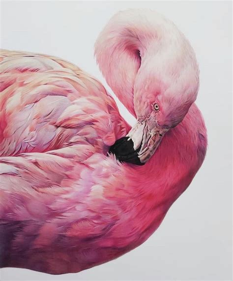 Pin on Flamingo | Flamingo art, Flamingo pictures, Bird art