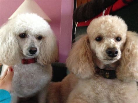 Poodles Schriever La at Johanna Reed blog
