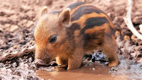 The life of pig - Mummy pig giving birth - YouTube